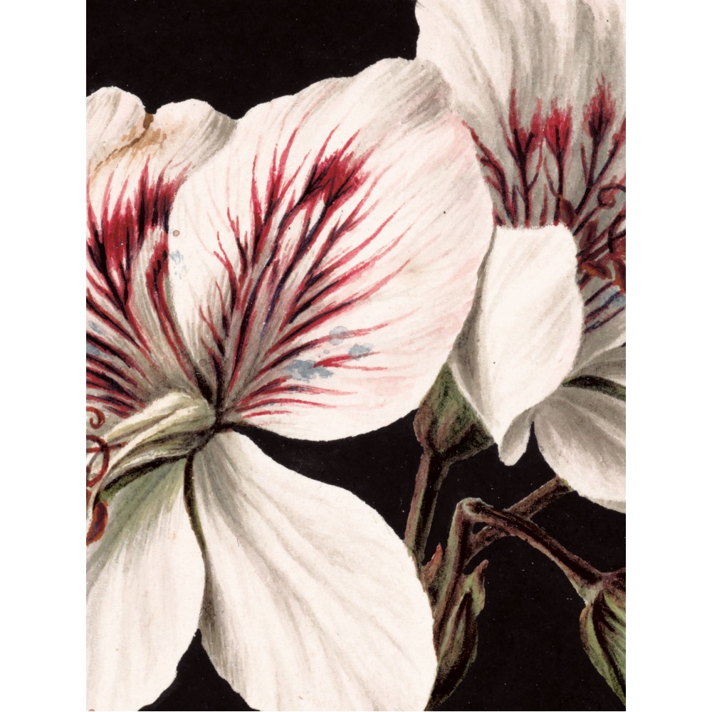 Skritulio formos tapetai, baltos gėlės