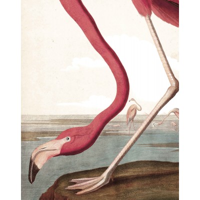 Tapetų pano, flamingas
